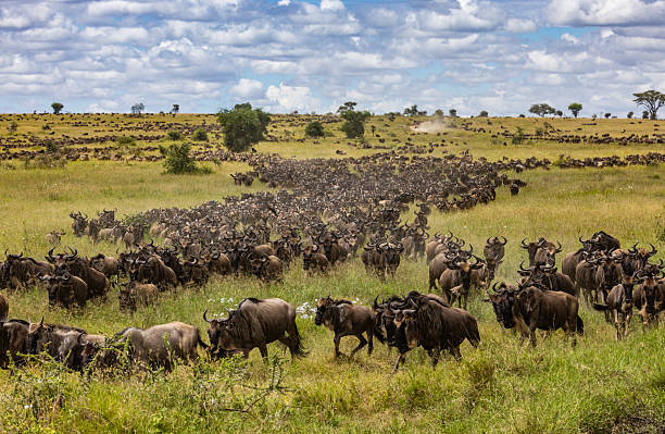 6 Days Tarangire, Serengeti, Ngorongoro & Manyara Safari